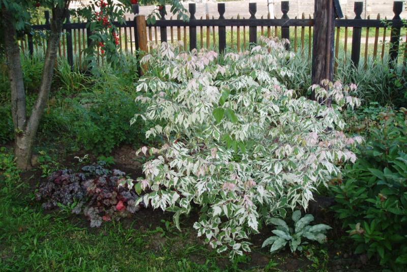 Flamant d'érable à feuilles de frêne dans le parterre de fleurs