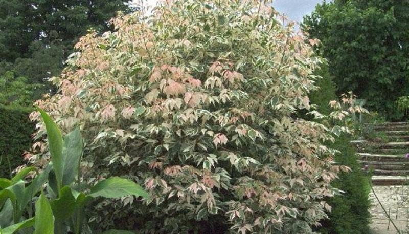 décoration de jardin érable flamant à feuilles de frêne