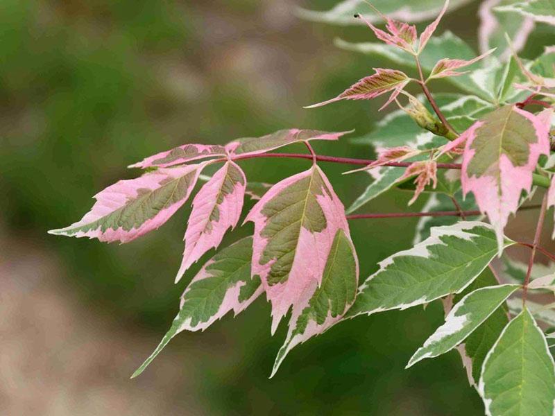 couleur du jeune feuillage