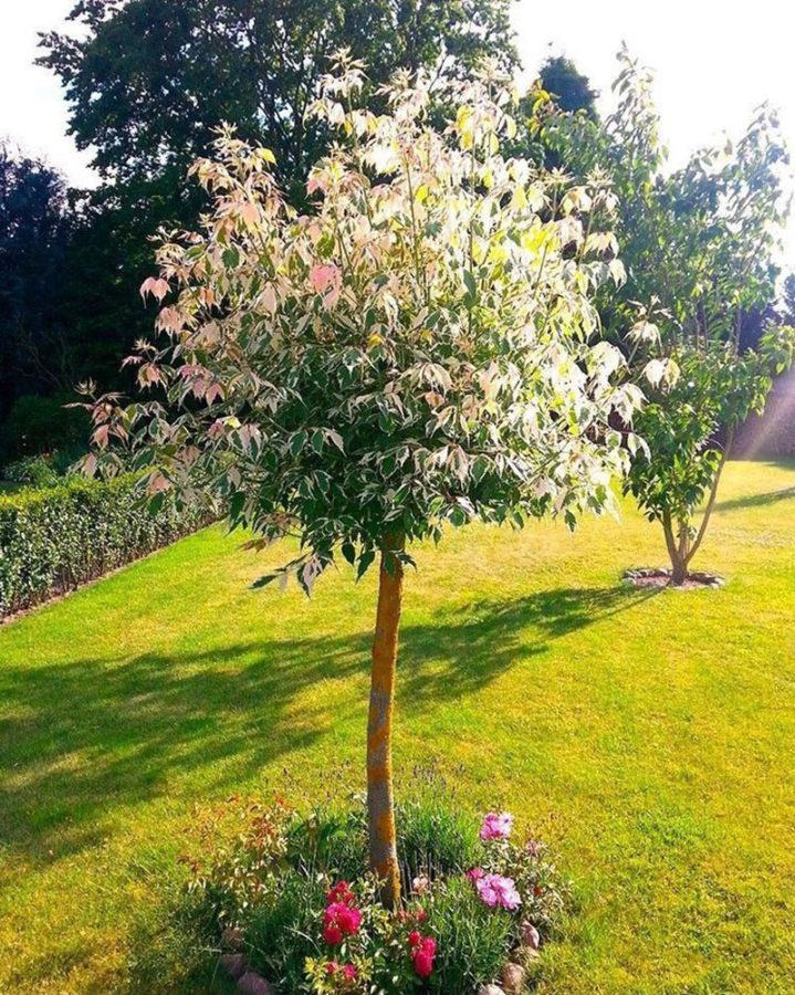 arbol joven