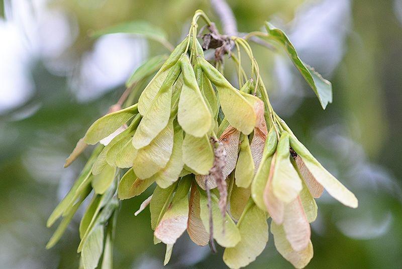 fruit d'érable flamant à feuilles de frêne