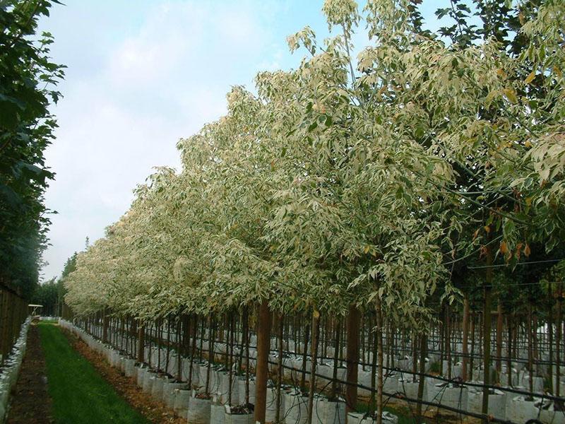 plántulas de arce en el vivero