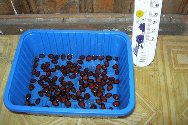 preparación de nueces para siembra