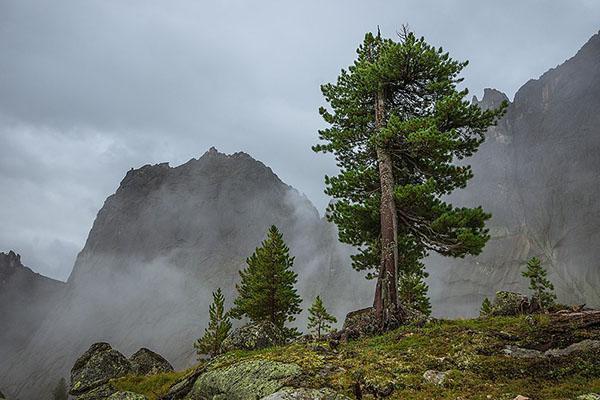 cèdres dans les régions montagneuses