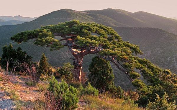 cedro en la costa de Crimea