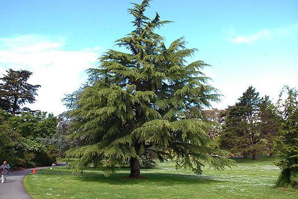 deodar