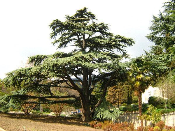 Cedro libanés