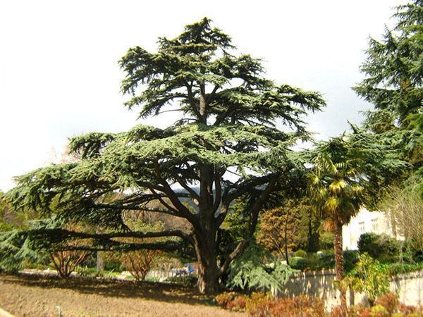 cèdre du Liban