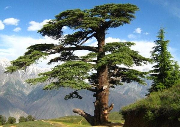 poderoso cedro en la naturaleza