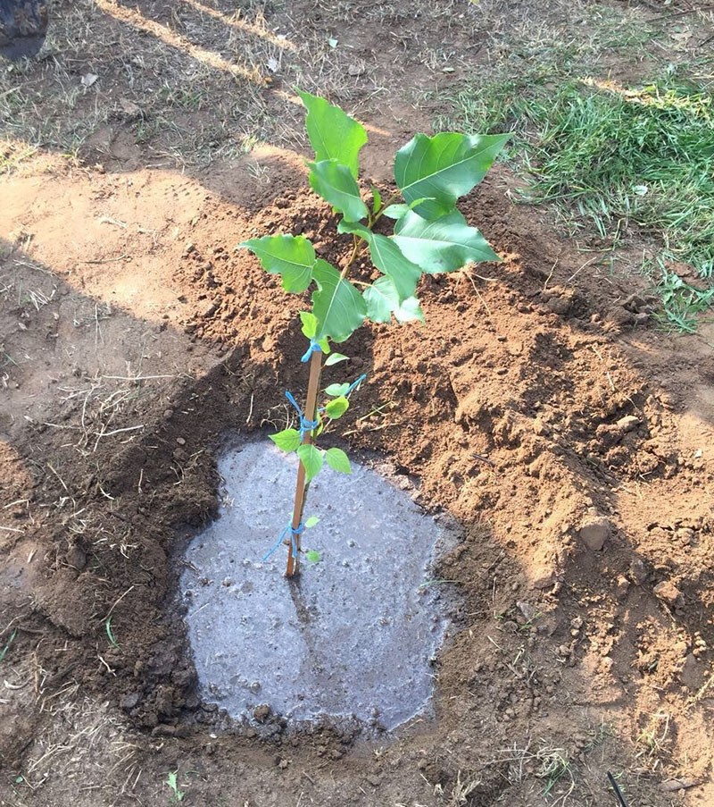 plantar una plántula de un álamo blanco