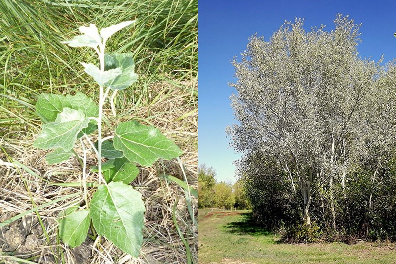 árbol poco exigente