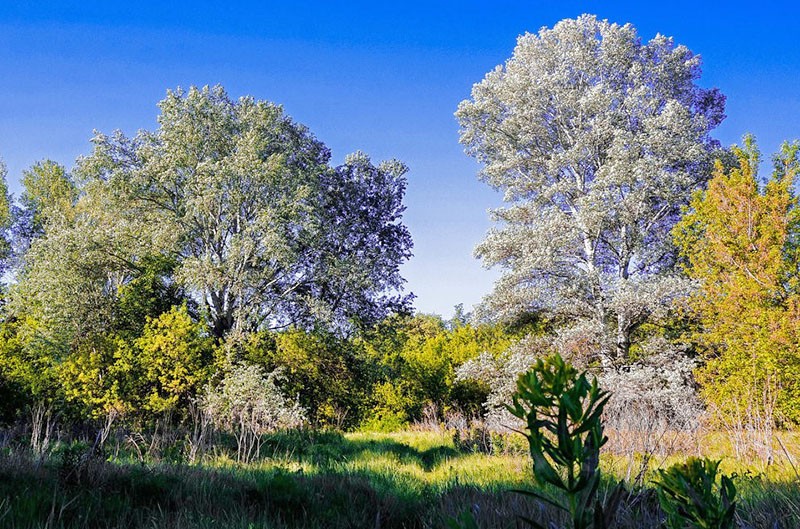 árbol de hoja caduca álamo blanco