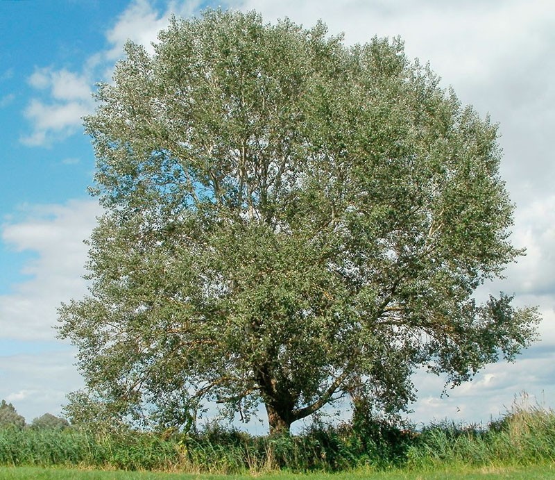 couronne de peuplier étalée