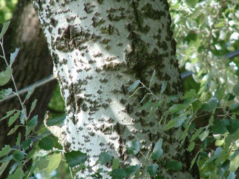 corteza de álamo blanco