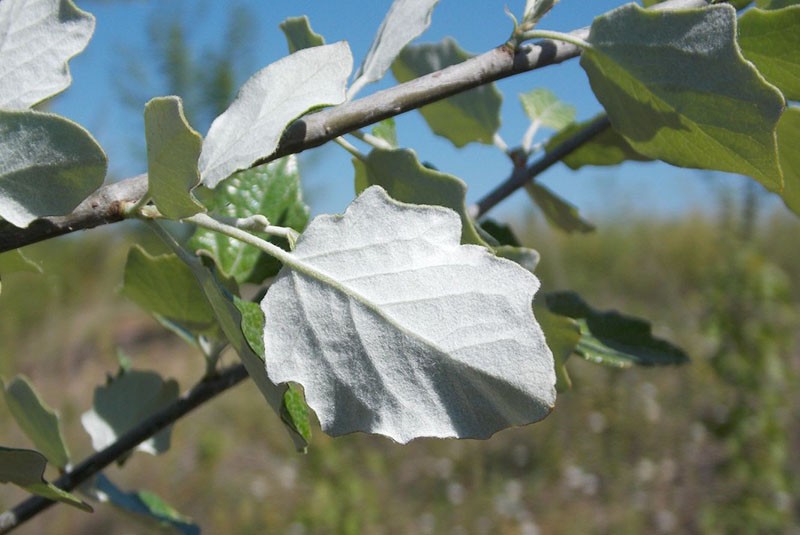 hojas de álamo blanco