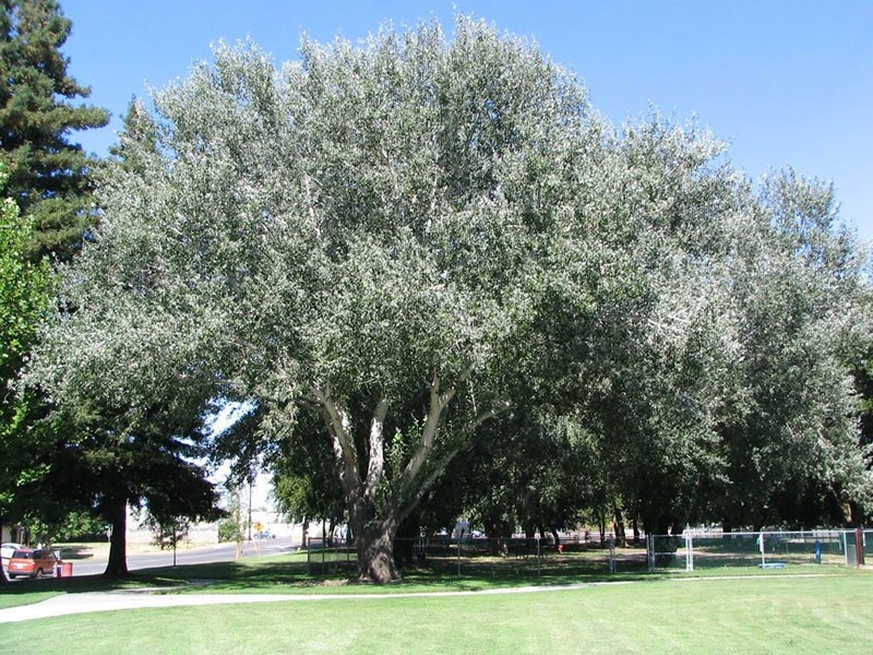 bois aux propriétés spéciales