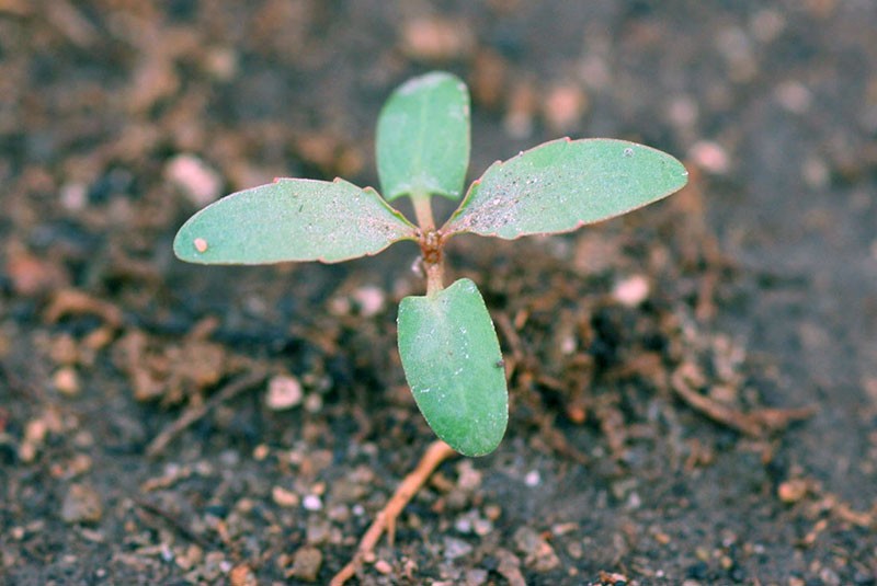 cultivo de álamo blanco a partir de semillas