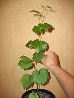 Semis de raisin à partir de pépins 6 mois