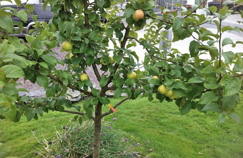 comment faire pousser un pommier à partir d'une graine en train de fructifier