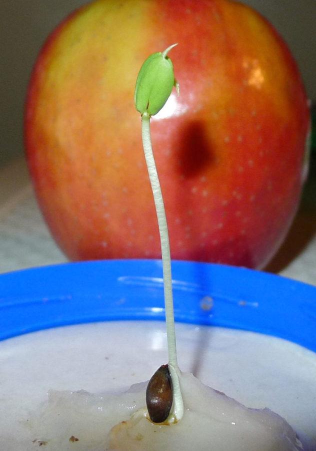 une graine a germé