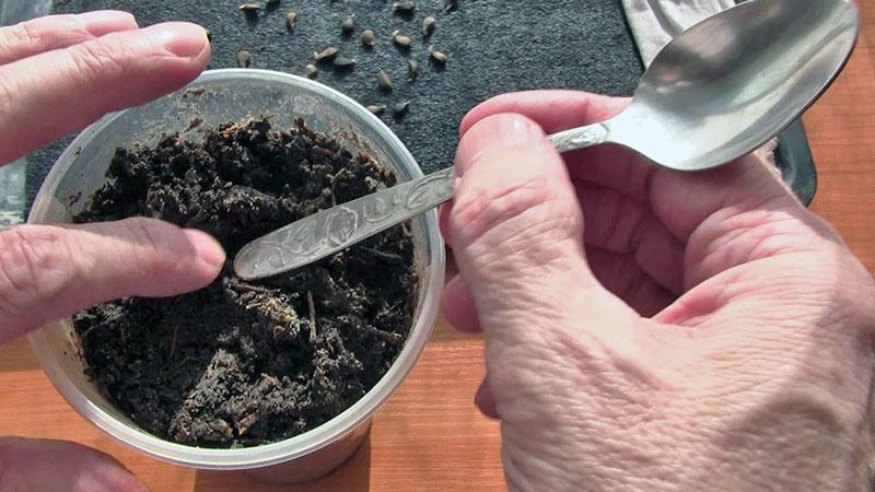 planter un pépin de pomme