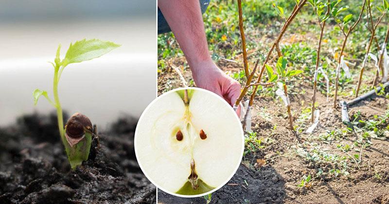 cómo hacer crecer un manzano a partir de una semilla
