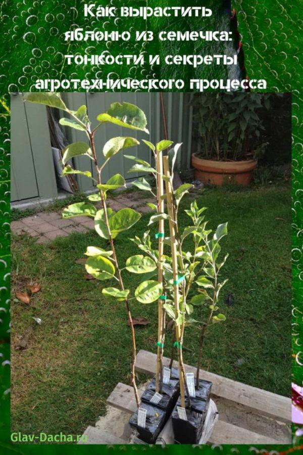 comment faire pousser un pommier à partir d'une graine