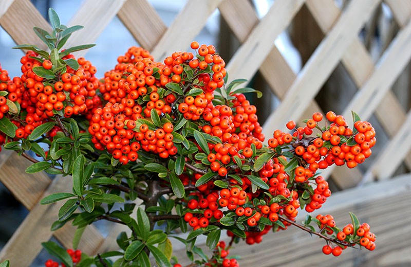 arbusto de pyracantha cerca de la glorieta