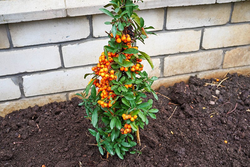 Arbusto de Pyracantha