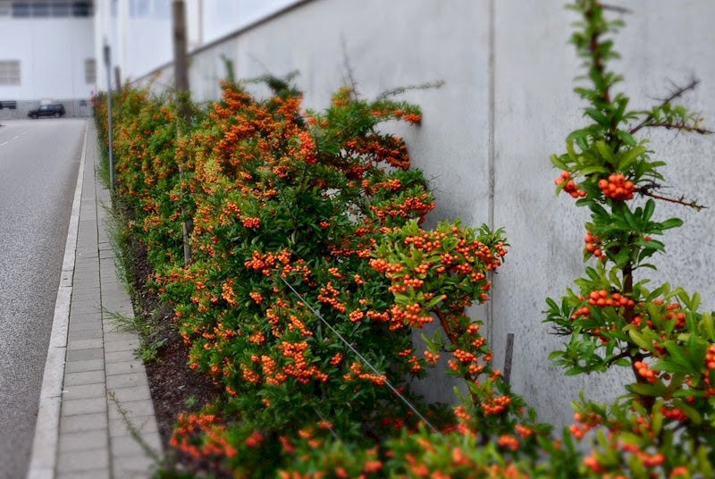 cuidado de pyracantha