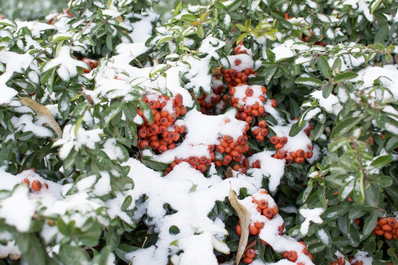 pyracantha sous la neige