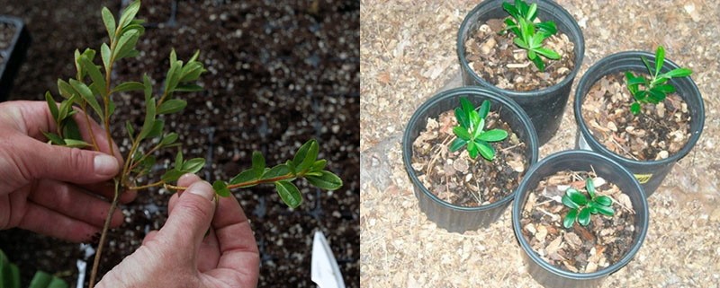 reproduction de boutures de pyracantha