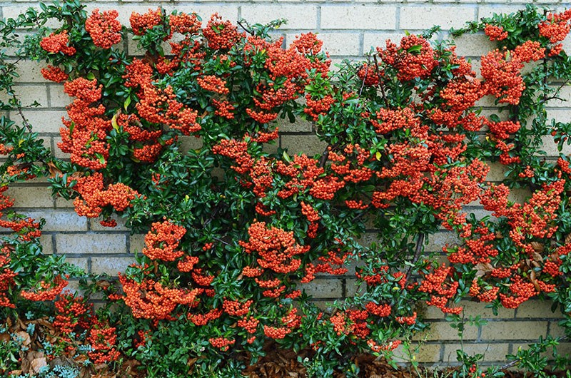 Pyracantha arbusto ornamental
