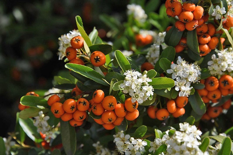 flores y frutos de pyracantha