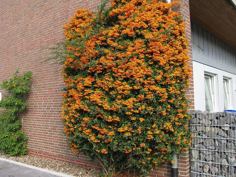 variedades de pyracantha para cultivo