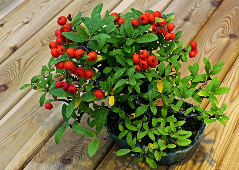 pyracantha à feuilles étroites