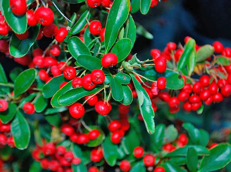 Pyracantha rojo brillante