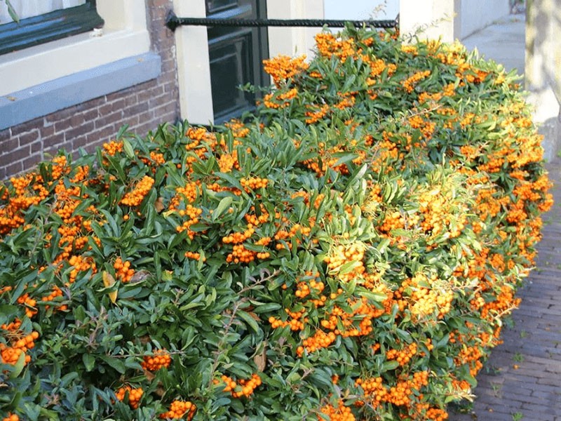 Pyracantha rojo brillante