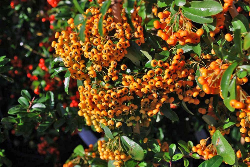 pyracantha crénelé