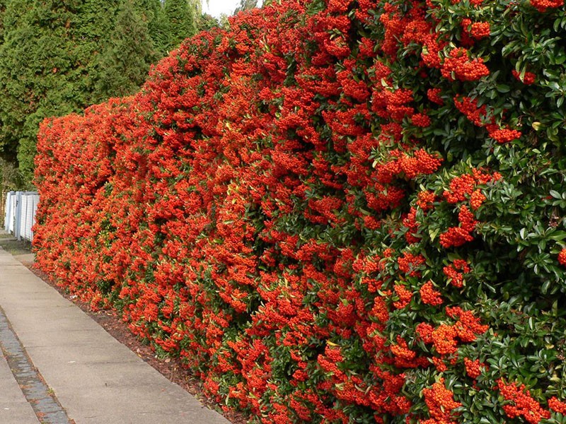 faire pousser du pyracantha