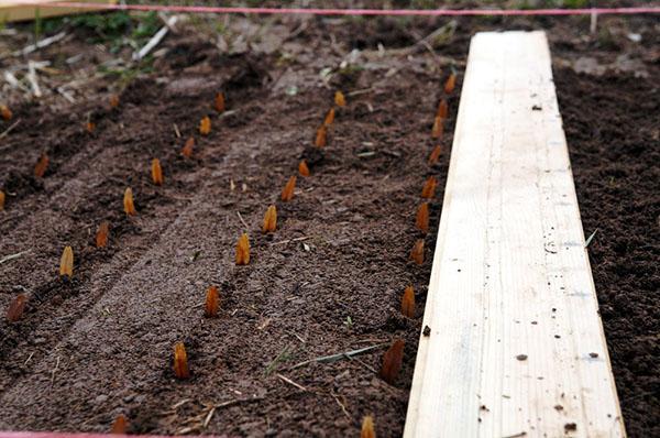 planter des graines de frêne