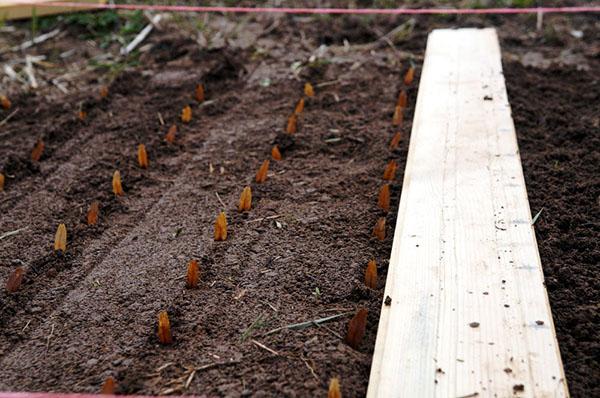 plantar semillas de ceniza