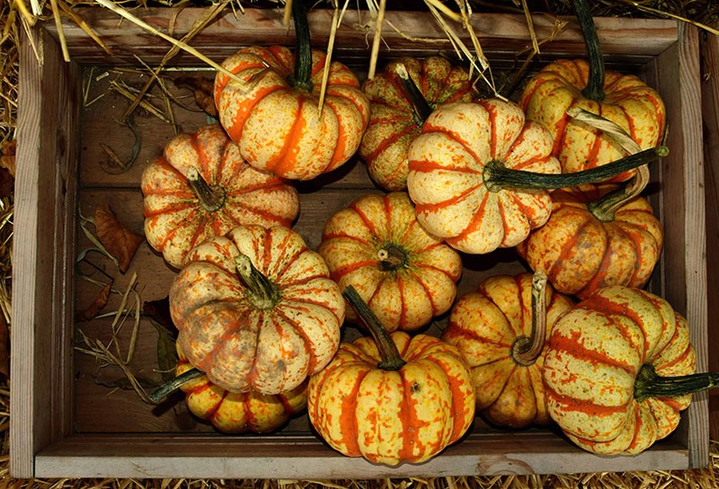 petits fruits à sécher entiers