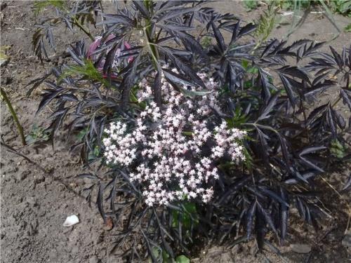 comment sortir un sureau du jardin