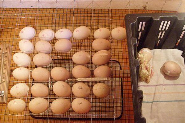 Incubando huevos de gallina en casa