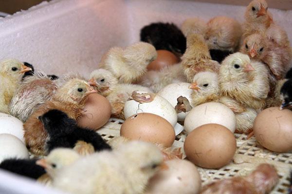 Incubar pollitos en una incubadora en casa.