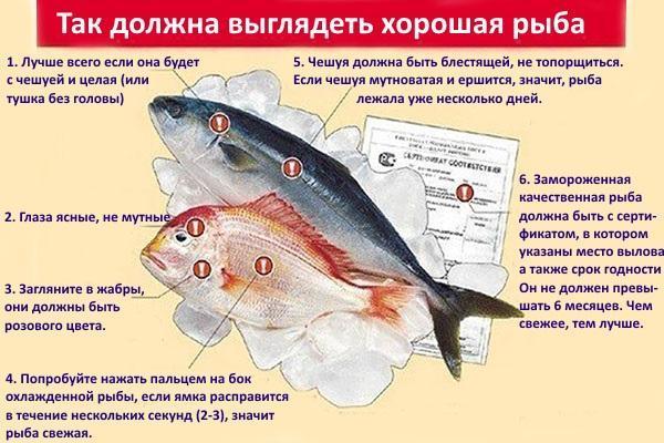 reglas para la selección de pescado para salazón
