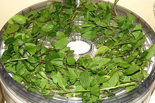 Mettre la menthe dans la sécheuse