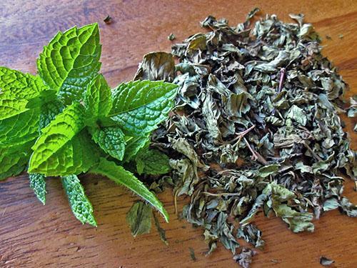 Menthe fraîche et sèche