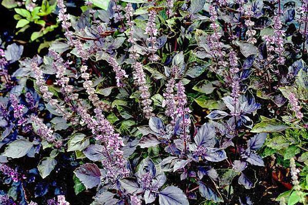 flores de albahaca